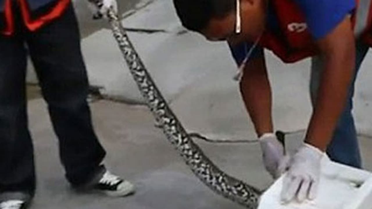 ടോയ്ലറ്റില് കടന്നു കൂടിയ പെരുമ്പാമ്പ് യുവാവിനെ ആക്രമിച്ചു ടോയ്ലറ്റില് കടന്നു കൂടിയ പെരുമ്പാമ്പ് യുവാവിനെ ആക്രമിച്ചു