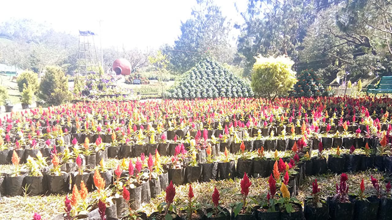 മൂന്നാറിൽ വർണ്ണ വിസ്മയം തീർത്ത് വിന്റര് പുഷ്പോത്സവം മൂന്നാറിൽ വർണ്ണ വിസ്മയം തീർത്ത് വിന്റര് പുഷ്പോത്സവം