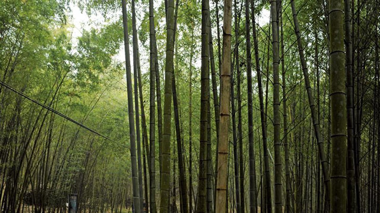 ಬೆಂಗಳೂರಿನಲ್ಲಿ ನಮ್ಮ ಕಾಡಹಬ್ಬ, ವಿಶೇಷ ಏನು? ಬೆಂಗಳೂರಿನಲ್ಲಿ ನಮ್ಮ ಕಾಡಹಬ್ಬ, ವಿಶೇಷ ಏನು?