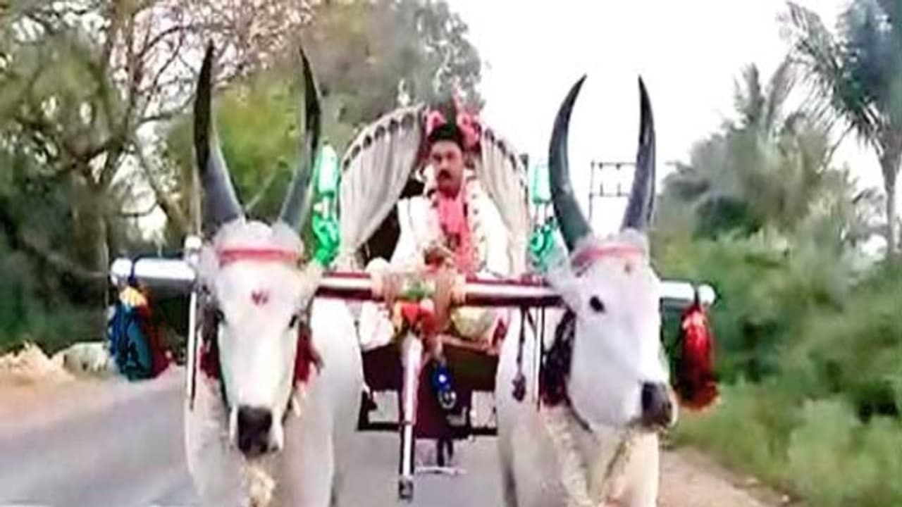 புது மனைவியை மாட்டு வண்டியில் ஏற்றி ஊர்வலம் போன மாப்பிள்ளை!! எதற்கு தெரியுமா ? புது மனைவியை மாட்டு வண்டியில் ஏற்றி ஊர்வலம் போன மாப்பிள்ளை!! எதற்கு தெரியுமா ?