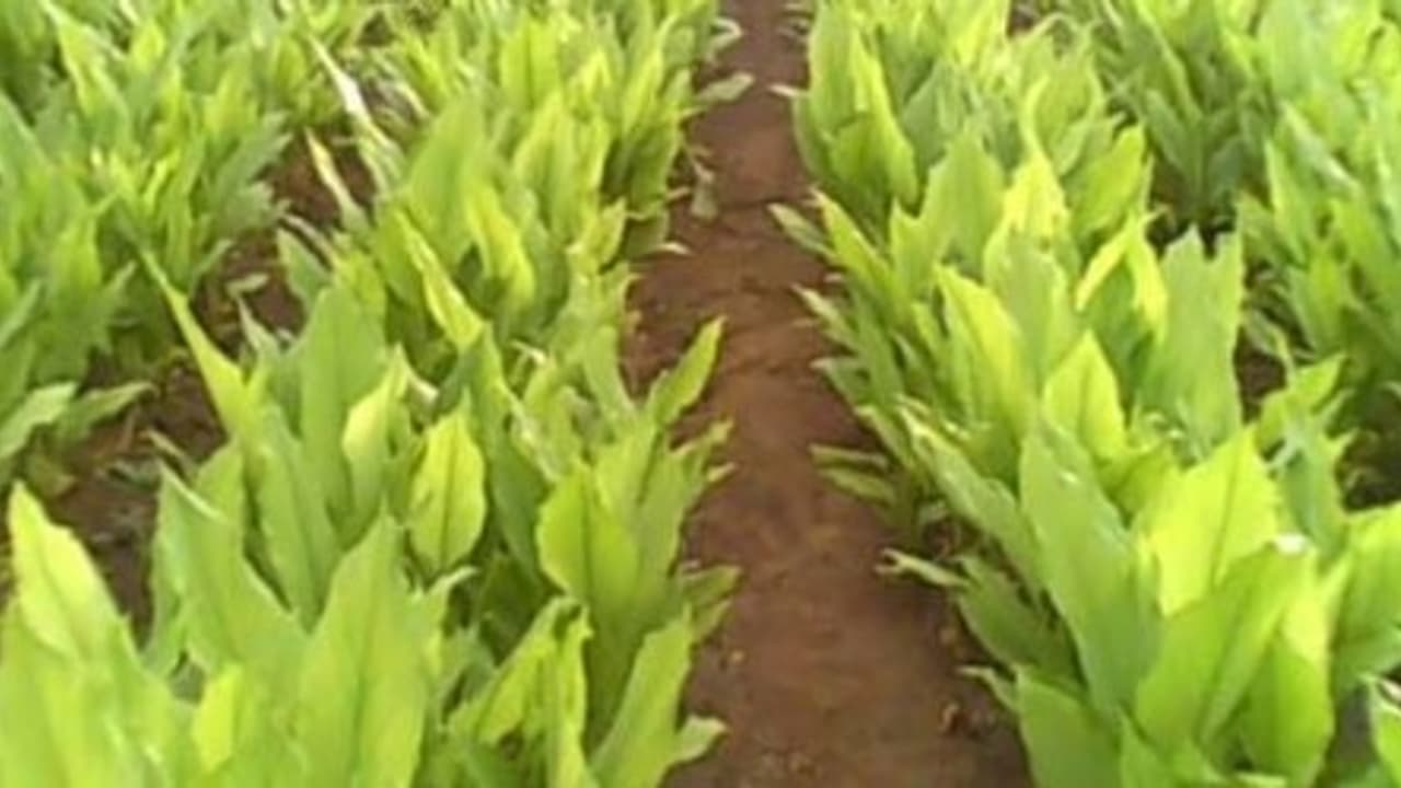 மஞ்சள் கிழங்கு அழுகுவதை எப்படி தடுக்கலாம்… மஞ்சள் கிழங்கு அழுகுவதை எப்படி தடுக்கலாம்…