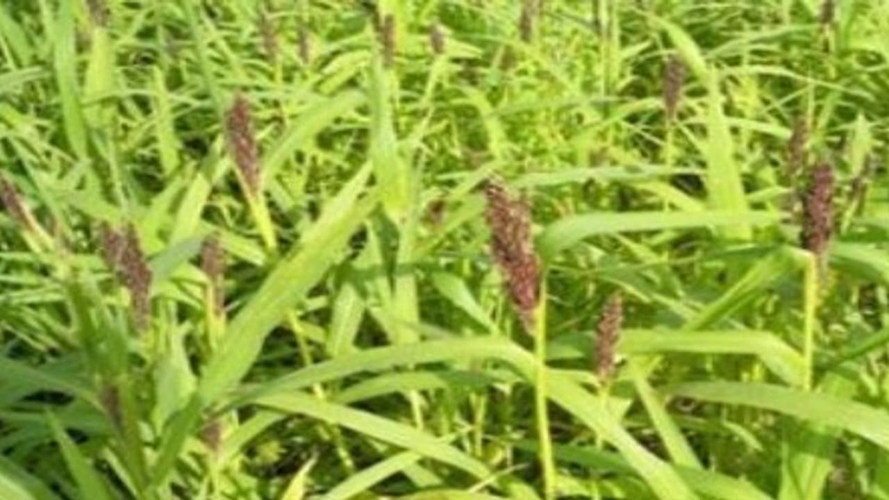 நெல் வயலில் களை எடுக்கும்போது நீங்கள் கட்டாயம் கவனிக்க வேண்டியவைகள்… நெல் வயலில் களை எடுக்கும்போது நீங்கள் கட்டாயம் கவனிக்க வேண்டியவைகள்…