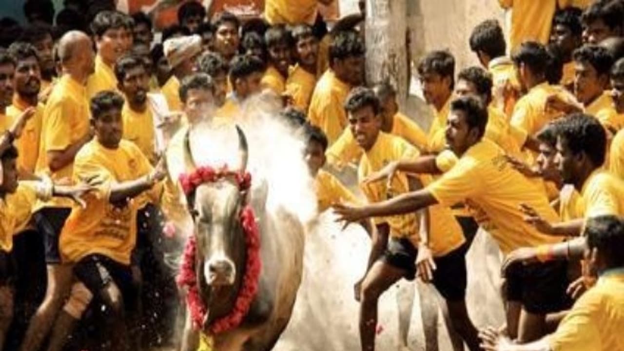 ஜல்லிக்கட்டுக்கு எதிராக குவியும் புகார் மனுக்கள் அரசியல் சாசன அமர்வுக்கு மாற்றியது உச்சநீதிமன்றம்...!