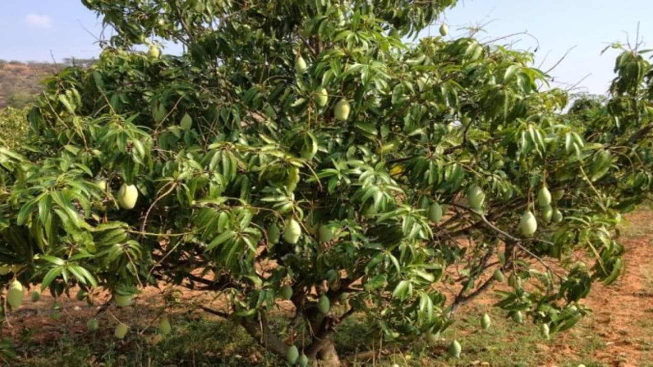 ஆச்சரியம்! கிளை முறிந்த மாமரத்தில், 30 வகை மாம்பழ ரகங்கள்… ஆச்சரியம்! கிளை முறிந்த மாமரத்தில், 30 வகை மாம்பழ ரகங்கள்…