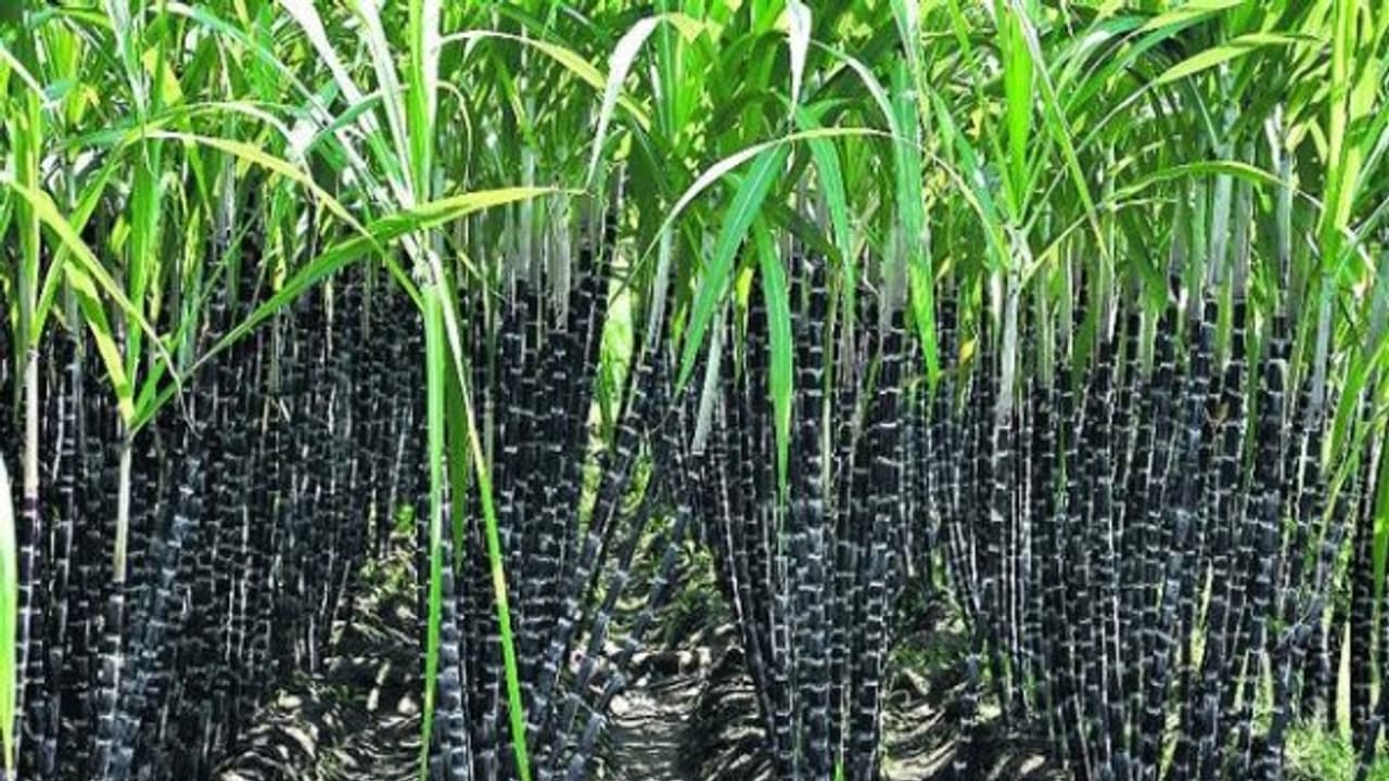 நீடித்த நவீன கரும்பு சாகுபடியை அனைத்து விவசாயிகளும் விரும்பி செய்ய இதுதான் காரணம்... நீடித்த நவீன கரும்பு சாகுபடியை அனைத்து விவசாயிகளும் விரும்பி செய்ய இதுதான் காரணம்...