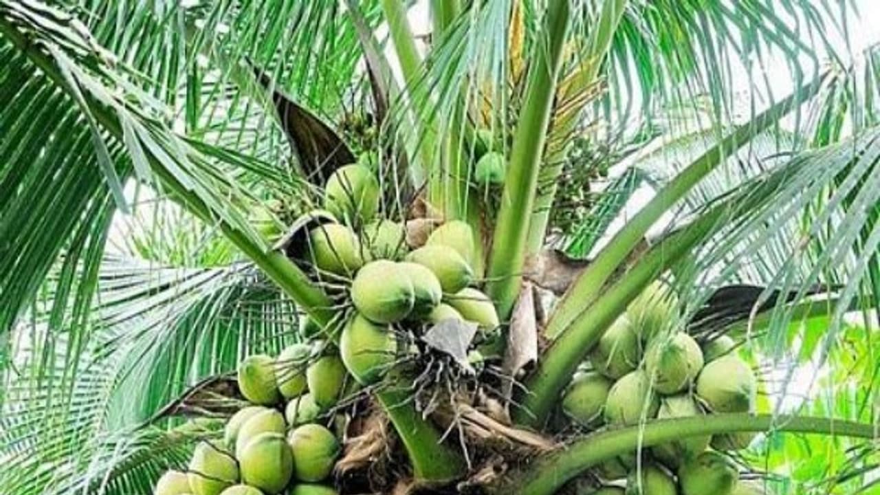 தென்னை தொடர்ந்து நான்கு வருடங்கள் இந்த முறையில்தான் உரம் போடணும்… தென்னை தொடர்ந்து நான்கு வருடங்கள் இந்த முறையில்தான் உரம் போடணும்…