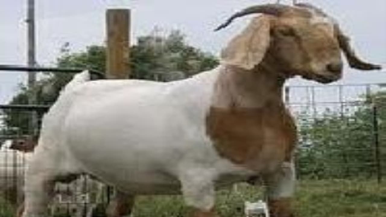 கிடா ஆடுகளை இப்படி தேர்வு செய்வதுதான் ரொம்ப நல்லது. கிடா ஆடுகளை இப்படி தேர்வு செய்வதுதான் ரொம்ப நல்லது.