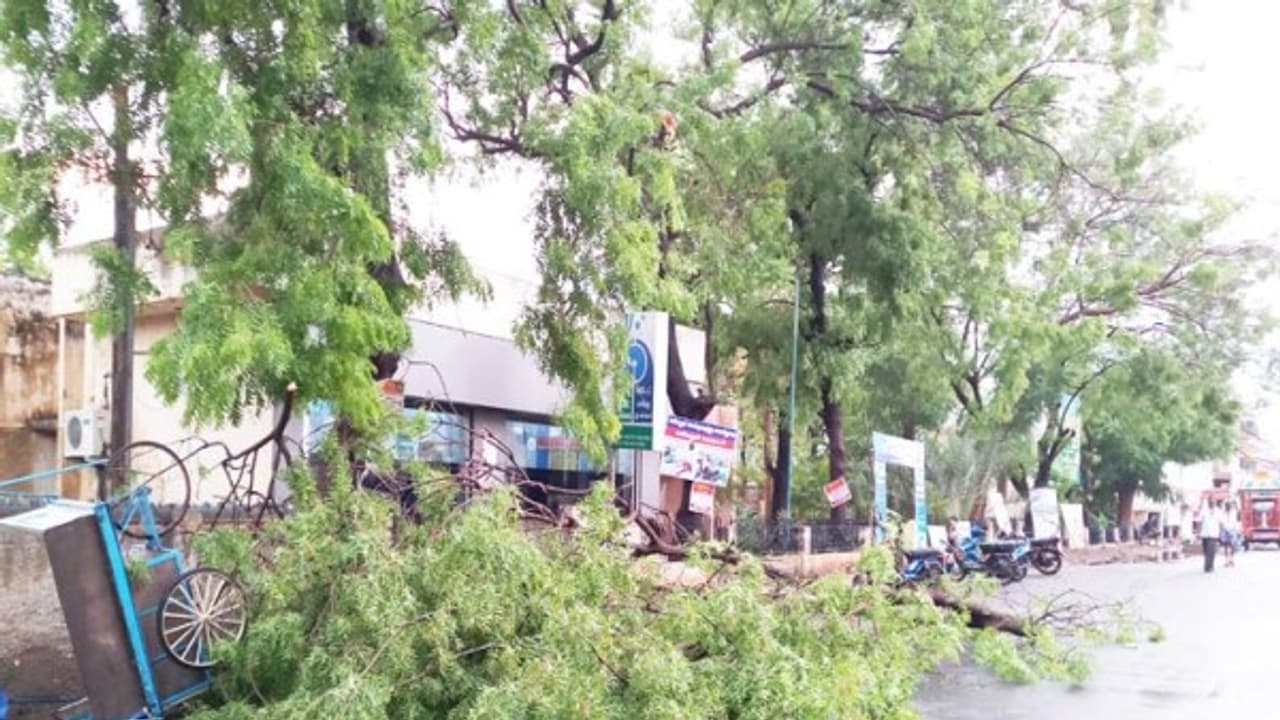 அரியலூரில் ஆலங்கட்டி மழை; செம்மையாக பெய்த மழையால் 50 வருட பழமையான மரமே சாய்ந்தது... அரியலூரில் ஆலங்கட்டி மழை; செம்மையாக பெய்த மழையால் 50 வருட பழமையான மரமே சாய்ந்தது...