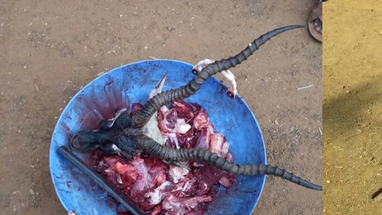 Shocking Pictures: Blackbuck skinned and butchered in the open Shocking Pictures: Blackbuck skinned and butchered in the open