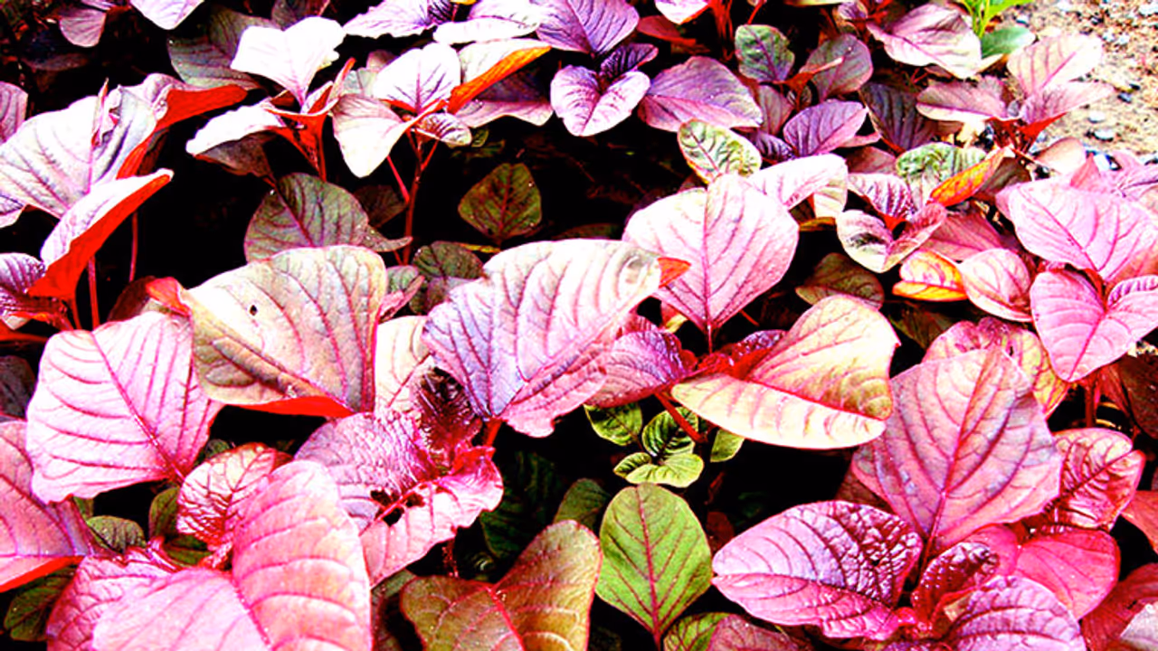 ചീരയുടെ ഈ ഗുണങ്ങൾ അറിയാതെ പോകരുത് ചീരയുടെ ഈ ഗുണങ്ങൾ അറിയാതെ പോകരുത്