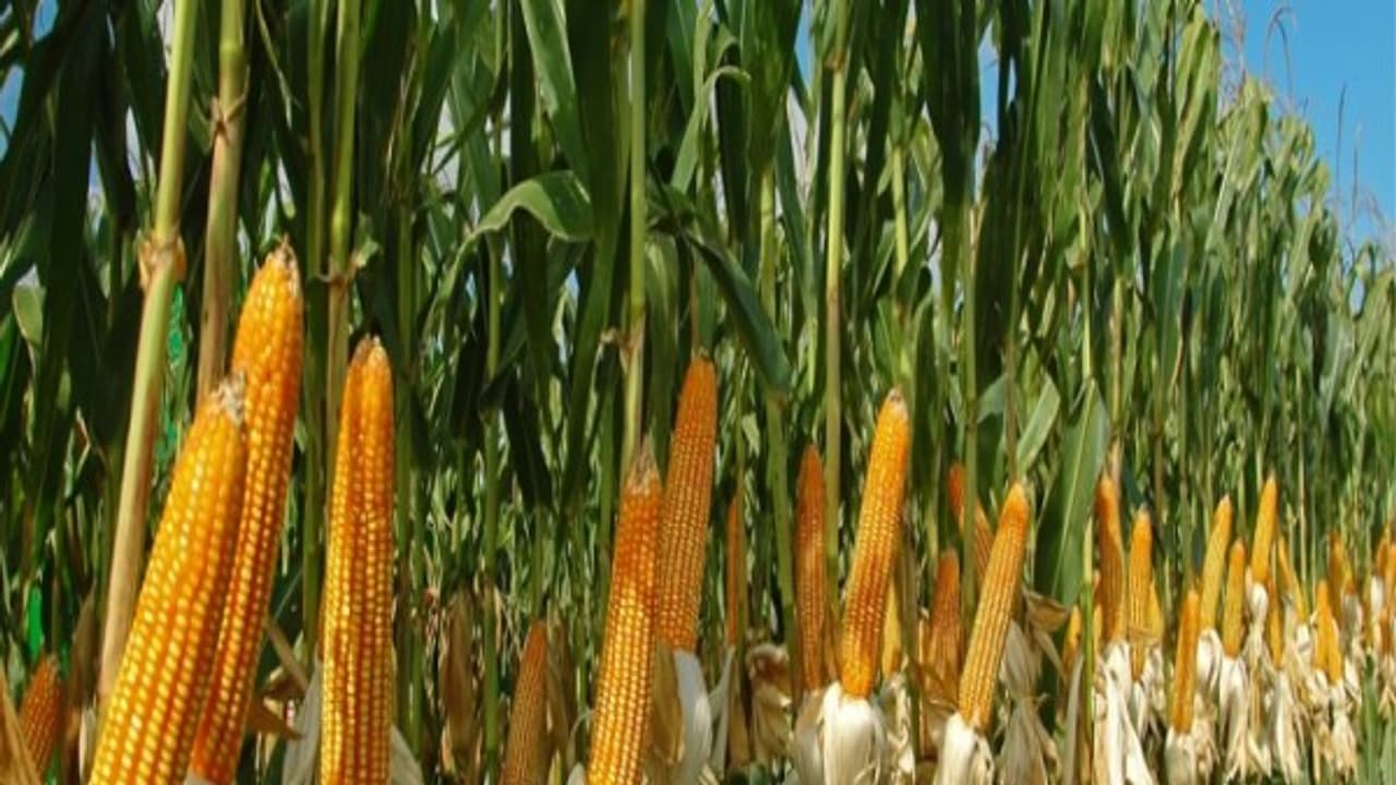 சோளத்தை தாக்கும் பூச்சிகளை கட்டுப்படுத்த இரண்டு முறைகள் இருக்கு. என்னென்ன இங்கே தெரிஞ்சுக்கலாம்...