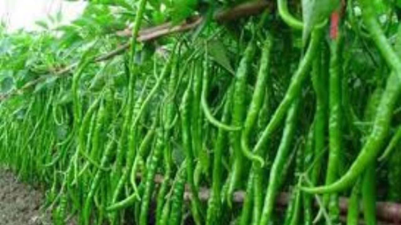 மிளகாய் சாகுபடியின்போது மேற்கொள்ள வேண்டிய பூச்சி மேலாண்மை நடவடிக்கைகள்… மிளகாய் சாகுபடியின்போது மேற்கொள்ள வேண்டிய பூச்சி மேலாண்மை நடவடிக்கைகள்…