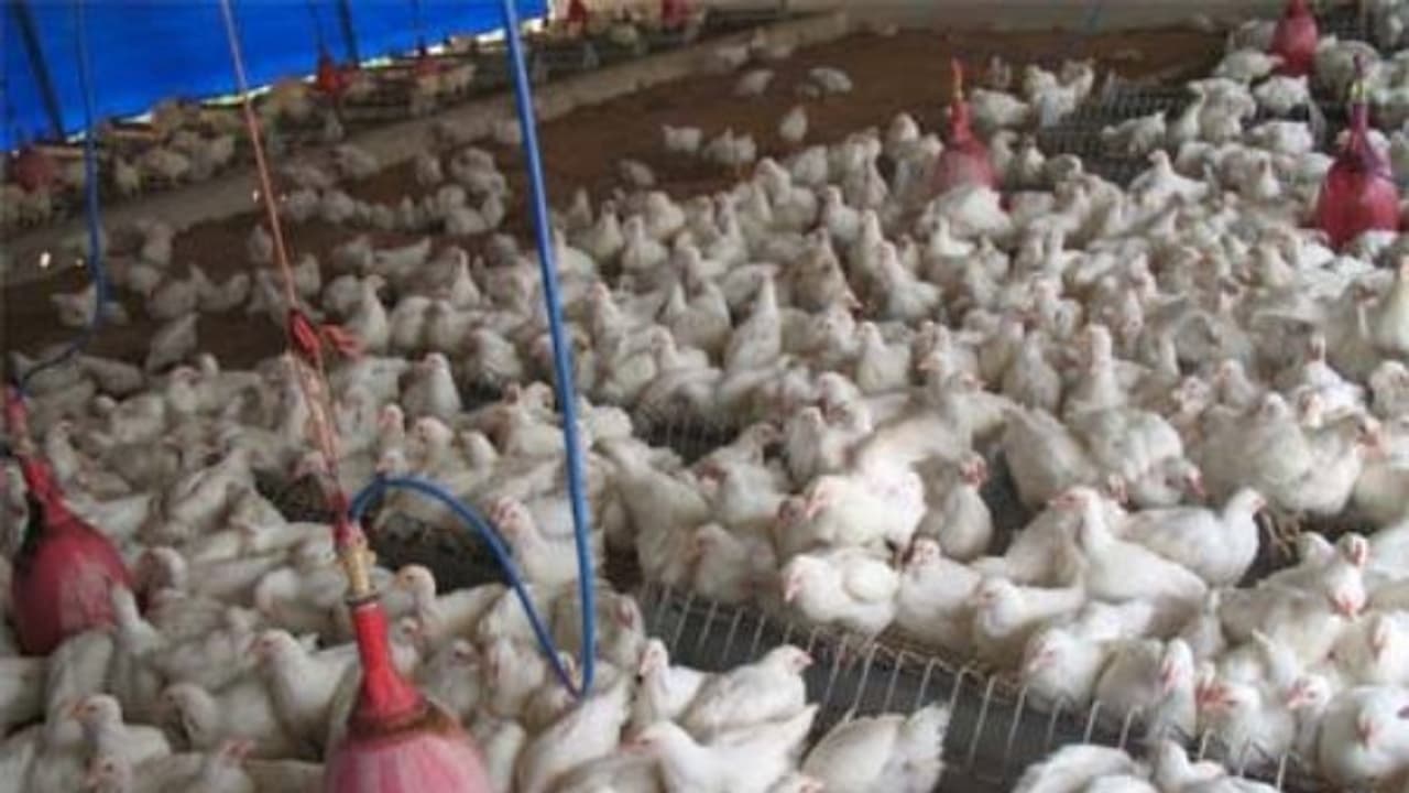 கோழிகளுக்கு ஏற்ற கொட்டகைகளை அமைக்க இந்த முறையைப் பயன்படுத்திப் பாருங்களேன்… கோழிகளுக்கு ஏற்ற கொட்டகைகளை அமைக்க இந்த முறையைப் பயன்படுத்திப் பாருங்களேன்…