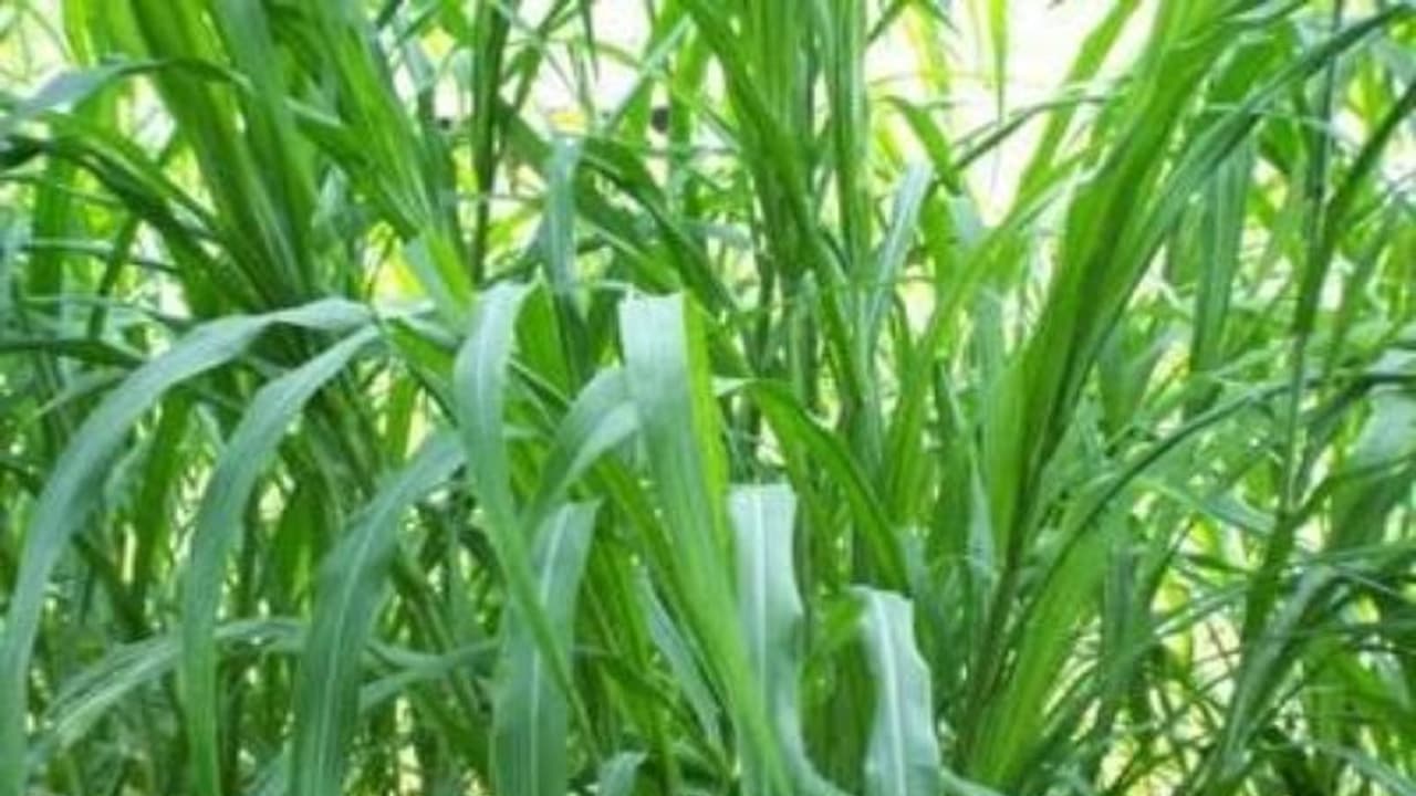 கால்நடைகளின் தீவன தேவை பூர்த்தி செய்ய தீவனப் புல் இருக்கு… கால்நடைகளின் தீவன தேவை பூர்த்தி செய்ய தீவனப் புல் இருக்கு…