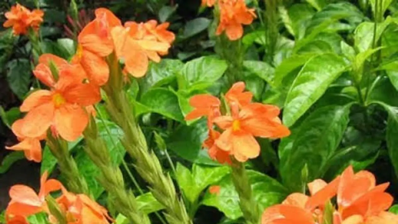 வேரழுகல் நூற்புழு கனகாம்பரம் பூவை தாக்காமலிருக்க இதுதான் வழி...