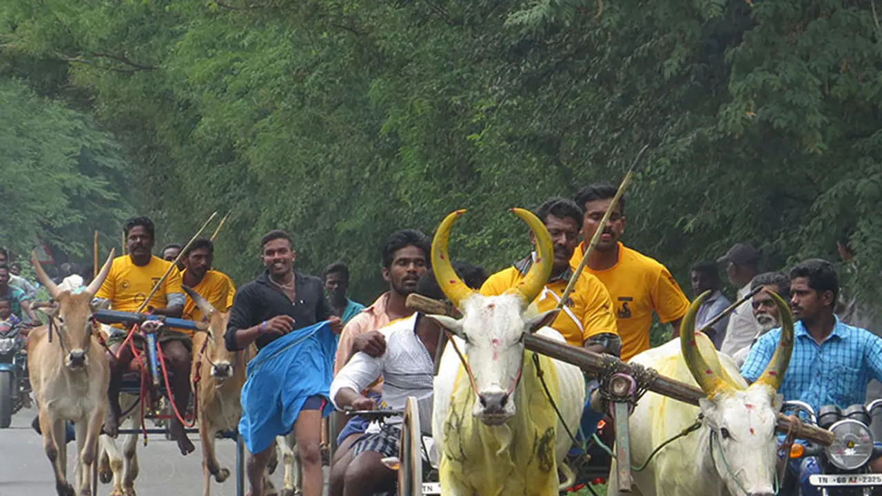 ರೋಣ: ಚಕ್ಕಡಿ ಸ್ಪರ್ಧೆಯಲ್ಲಿ ಮಿಂಚಿದ್ದ ಚಿನ್ನದ ಎತ್ತು ಇನ್ನಿಲ್ಲ