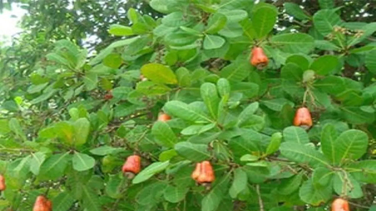 இந்த மூன்று பயிர்களிலும் அதிக மகசூல் பெற செய்யவேண்டியது இதுதான்… இந்த மூன்று பயிர்களிலும் அதிக மகசூல் பெற செய்யவேண்டியது இதுதான்…