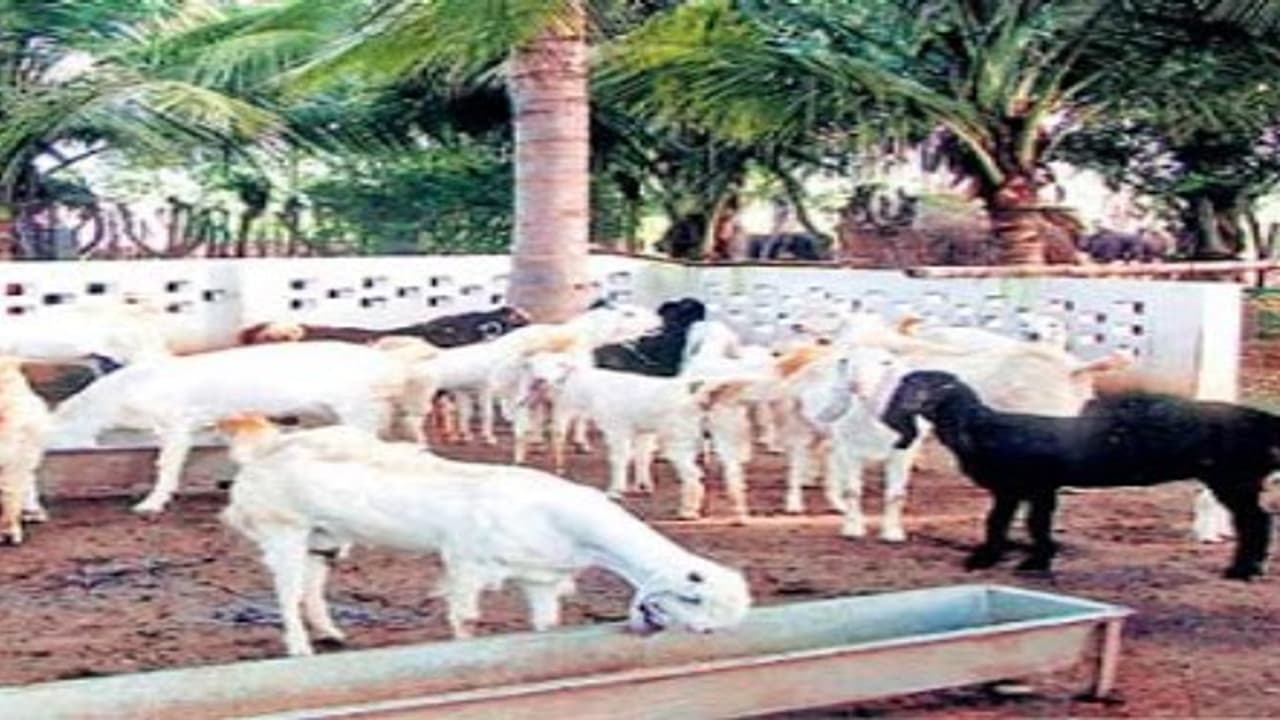 இறைச்சிக்காக ஆடுகளை வளர்ப்போருக்கு சில டிப்ஸ்.. இறைச்சிக்காக ஆடுகளை வளர்ப்போருக்கு சில டிப்ஸ்..