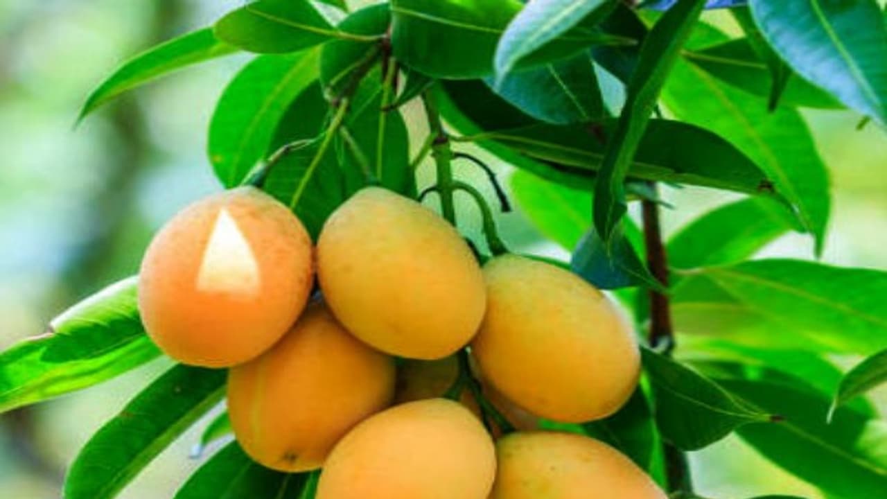 மாம்பழத்தை போன்றே மா இலையிலும் அவ்வளவு மருத்துவ குணங்கள் இருக்கு... மாம்பழத்தை போன்றே மா இலையிலும் அவ்வளவு மருத்துவ குணங்கள் இருக்கு...