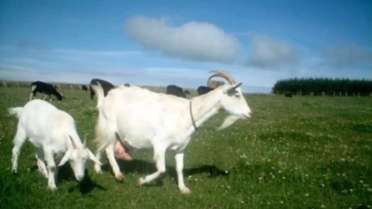 வெள்ளாட்டின் பாலில் இவ்வளவு சிறப்பியல்புகள் இருப்பதால்தான் அதனை எல்லாரும் வளர்க்கிறார்கள்... வெள்ளாட்டின் பாலில் இவ்வளவு சிறப்பியல்புகள் இருப்பதால்தான் அதனை எல்லாரும் வளர்க்கிறார்கள்...