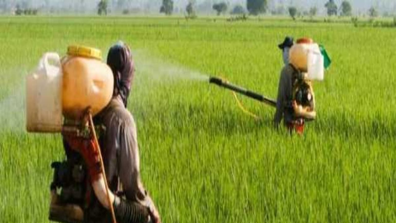 மிக சிறந்த இரண்டு பூச்சி விரட்டிகளும் அவற்றை தயாரிக்கும் முறையும் இதோ... மிக சிறந்த இரண்டு பூச்சி விரட்டிகளும் அவற்றை தயாரிக்கும் முறையும் இதோ...