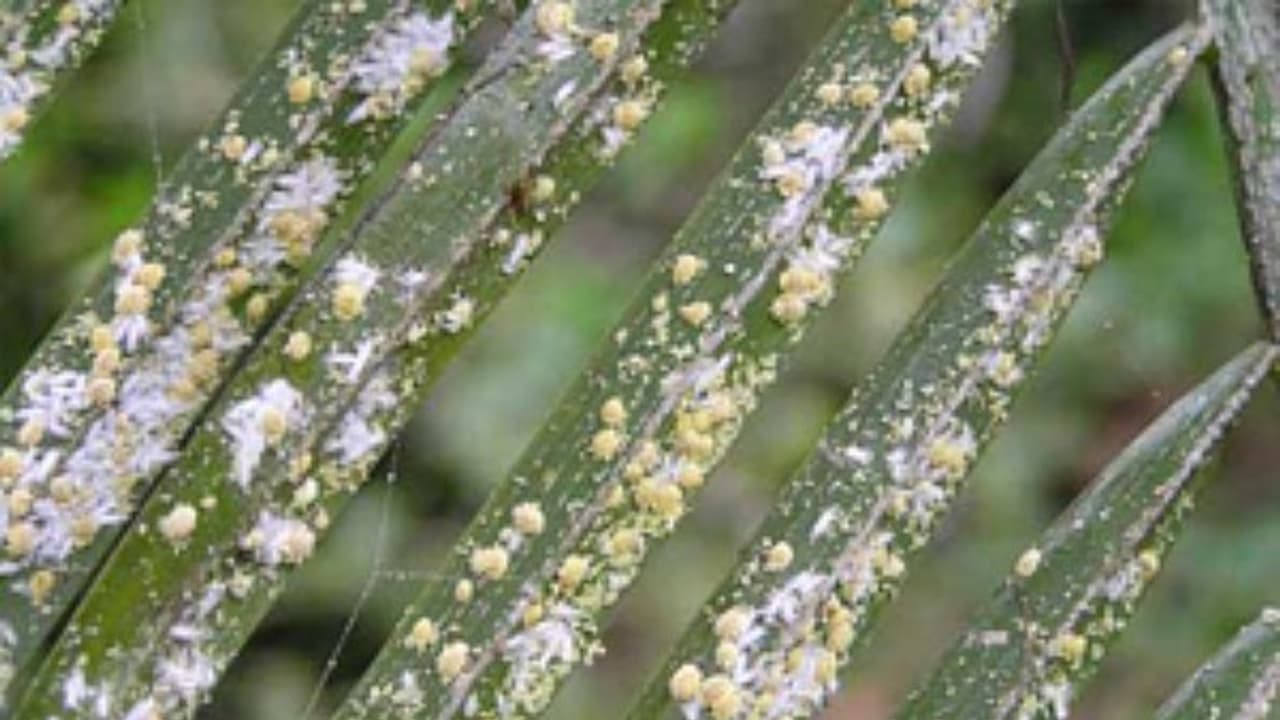 மாவுப்பூச்சியின் அறிகுறிகள் மற்றும் கட்டுப்படுத்தும் எளிய வழிமுறைகள்... மாவுப்பூச்சியின் அறிகுறிகள் மற்றும் கட்டுப்படுத்தும் எளிய வழிமுறைகள்...