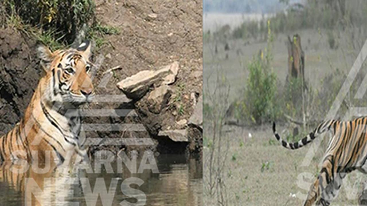 ನಾಗರಹೊಳೆ ರಾಷ್ಟ್ರೀಯ ಉದ್ಯಾನದಲ್ಲಿ ಹುಲಿ ಸಂತತಿ ಹೆಚ್ಚಳ ನಾಗರಹೊಳೆ ರಾಷ್ಟ್ರೀಯ ಉದ್ಯಾನದಲ್ಲಿ ಹುಲಿ ಸಂತತಿ ಹೆಚ್ಚಳ