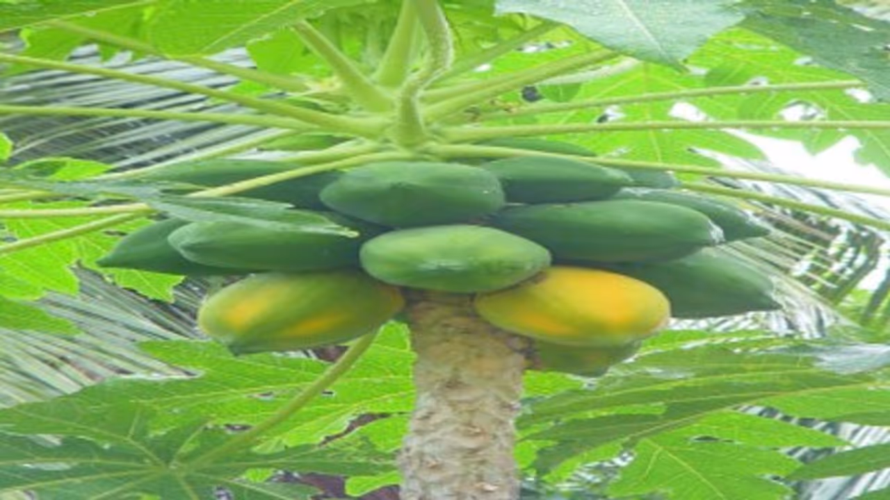 பப்பாளி மாவுப்பூச்சி கட்டுப்படுத்த இந்த வழி மிகவும் பயனுள்ளாதாக இருக்கும்… பப்பாளி மாவுப்பூச்சி கட்டுப்படுத்த இந்த வழி மிகவும் பயனுள்ளாதாக இருக்கும்…