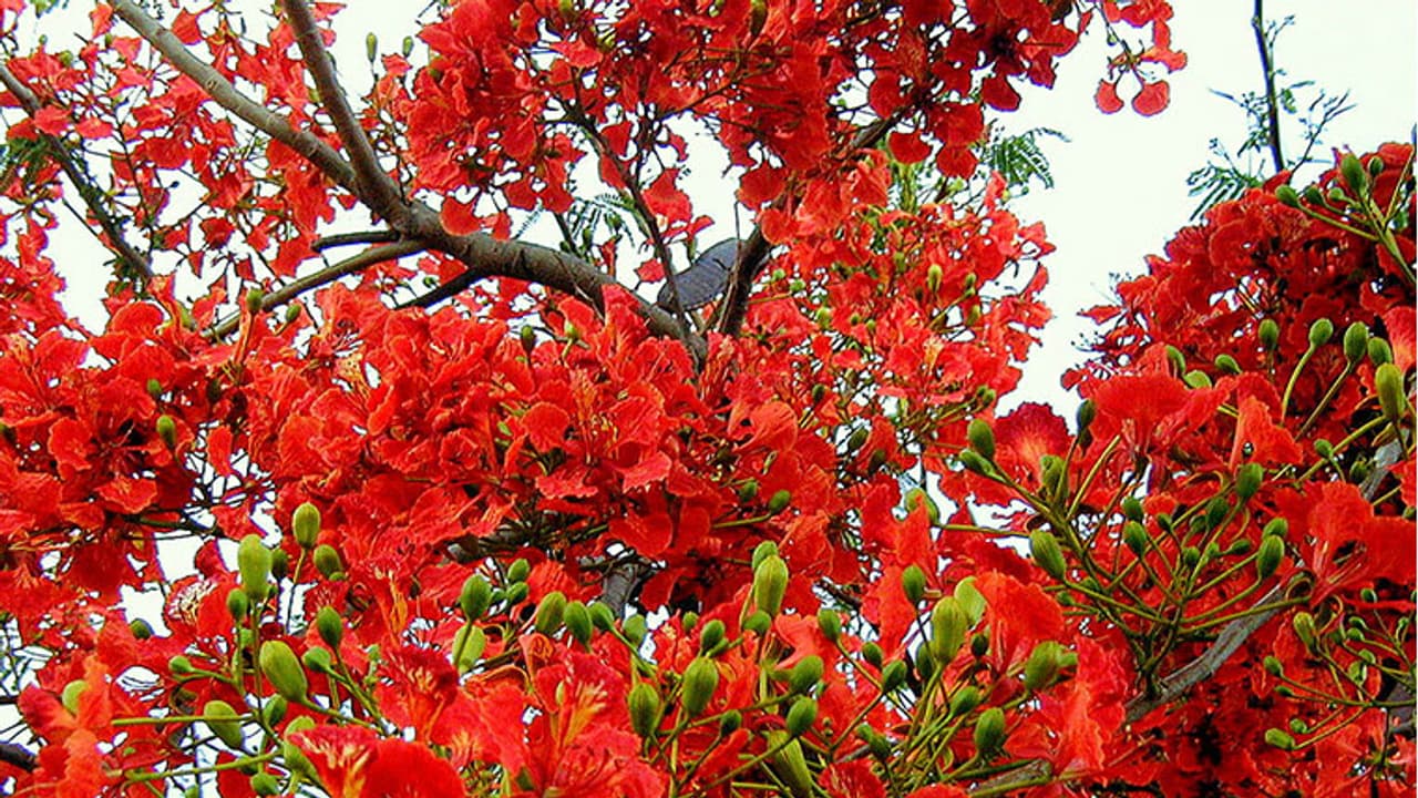 ആ പൂമരങ്ങള്‍ കാമ്പസില്‍ ഇപ്പോഴും ബാക്കിയെങ്കില്‍ അത് വെട്ടി തീയിടണം!