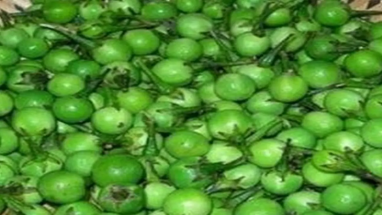 உடல்சோர்வு நீக்கும் சுண்டைக்காயின் மற்ற மருத்துவ பயன்கள்… உடல்சோர்வு நீக்கும் சுண்டைக்காயின் மற்ற மருத்துவ பயன்கள்…