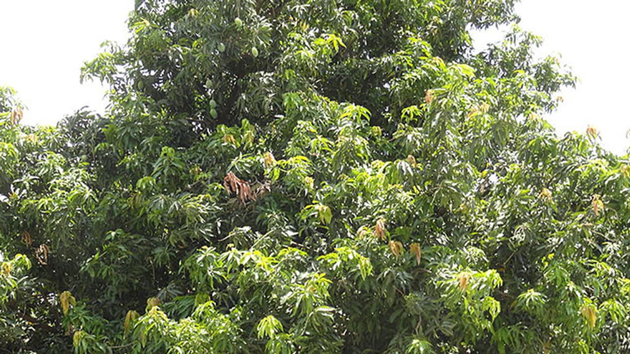 Mangoes from Karnataka gain demand in USA, Malaysia Mangoes from Karnataka gain demand in USA, Malaysia