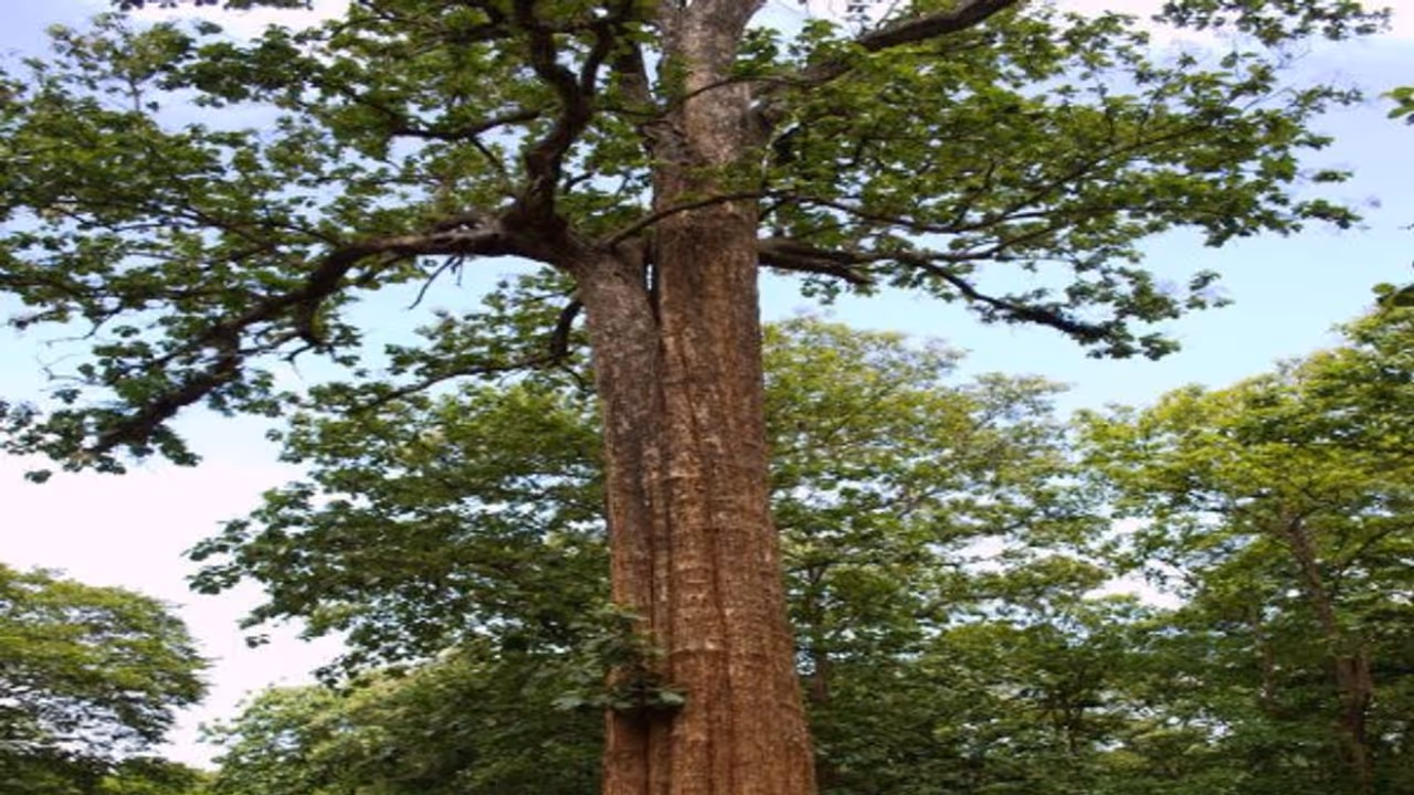 தேக்கு மரத்தில் நாற்றுகள் உற்பத்தி செய்ய இதுதான் சிறந்த வழி... தேக்கு மரத்தில் நாற்றுகள் உற்பத்தி செய்ய இதுதான் சிறந்த வழி...