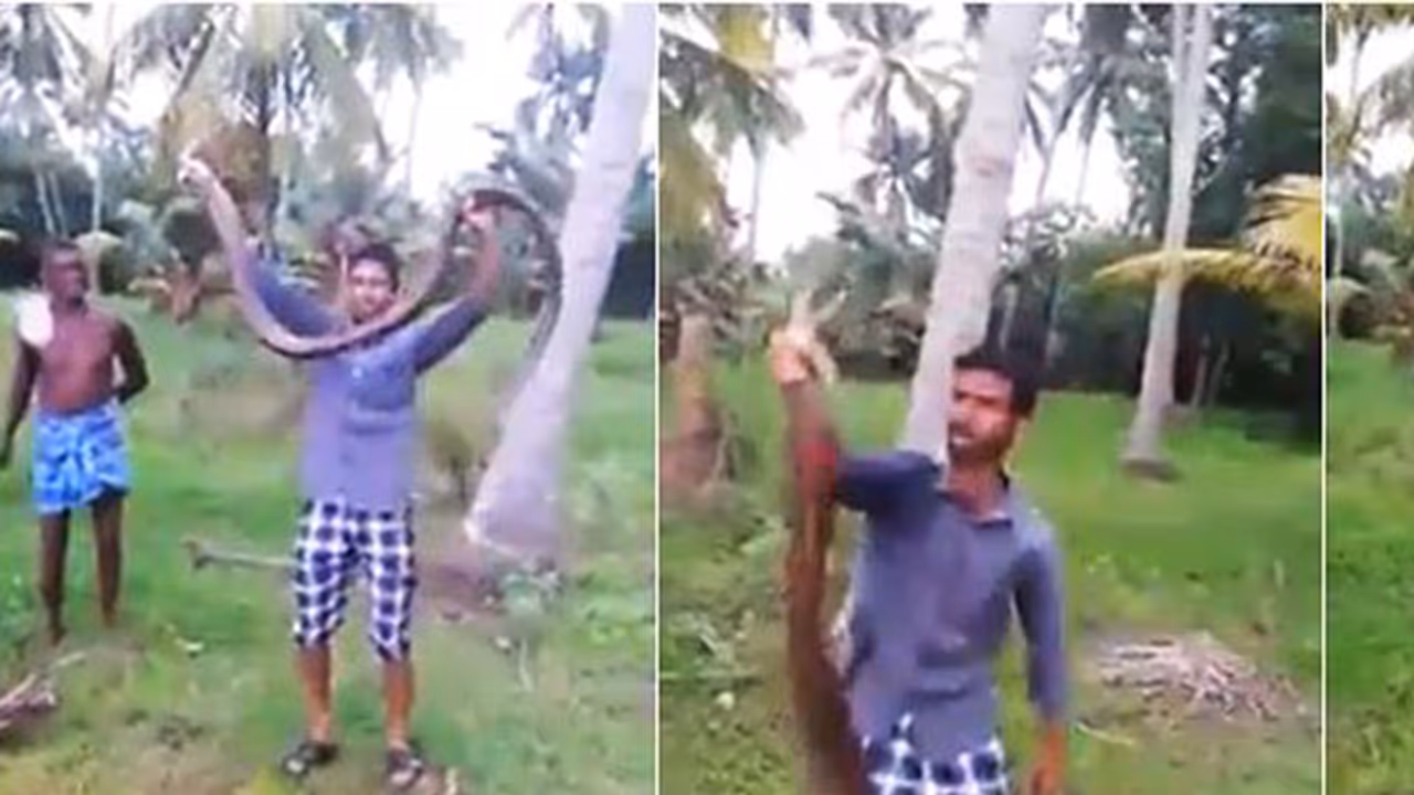 കണ്ടാല് രാജവെമ്പാല, കിട്ടിയത് പുഴയില് നിന്നും; വീഡിയോ കാണാം കണ്ടാല് രാജവെമ്പാല, കിട്ടിയത് പുഴയില് നിന്നും; വീഡിയോ കാണാം