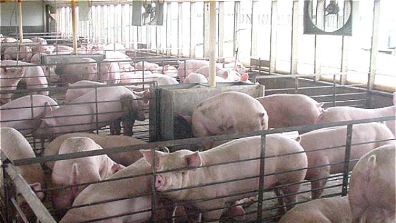 பன்றி மீன் வளர்ப்பு ஒருங்கிணைந்த பண்ணையில் மட்டுமே இது சாத்தியம்... பன்றி மீன் வளர்ப்பு ஒருங்கிணைந்த பண்ணையில் மட்டுமே இது சாத்தியம்...