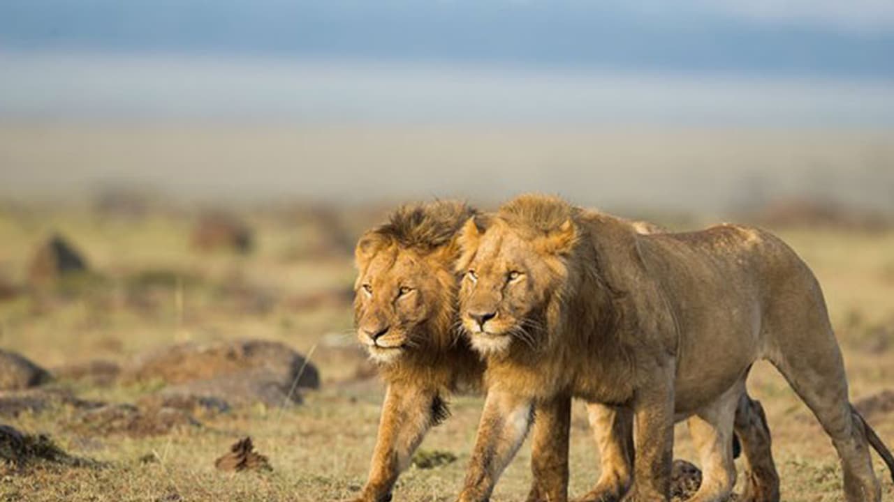 വേട്ടക്കിറങ്ങിയ വേട്ടക്കാരനെ സിംഹങ്ങള് ഇരയാക്കി, ബാക്കിയായത് 'തല' മാത്രം വേട്ടക്കിറങ്ങിയ വേട്ടക്കാരനെ സിംഹങ്ങള് ഇരയാക്കി, ബാക്കിയായത് 'തല' മാത്രം