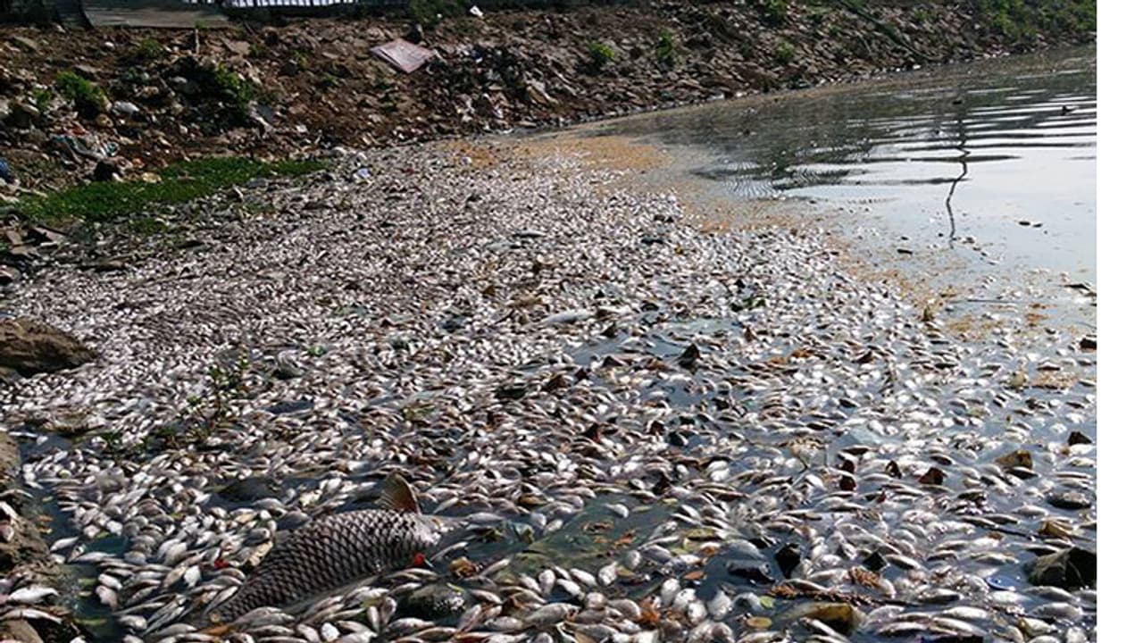 Beware! Toxic city lakes breeding poisonous fish Beware! Toxic city lakes breeding poisonous fish