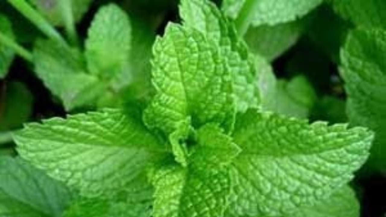 உங்களுக்குத் தெரியுமா? புதினாவை அரைத்து முகத்தில் பூசி வந்தால் முகப்பரு நீங்கும்... 