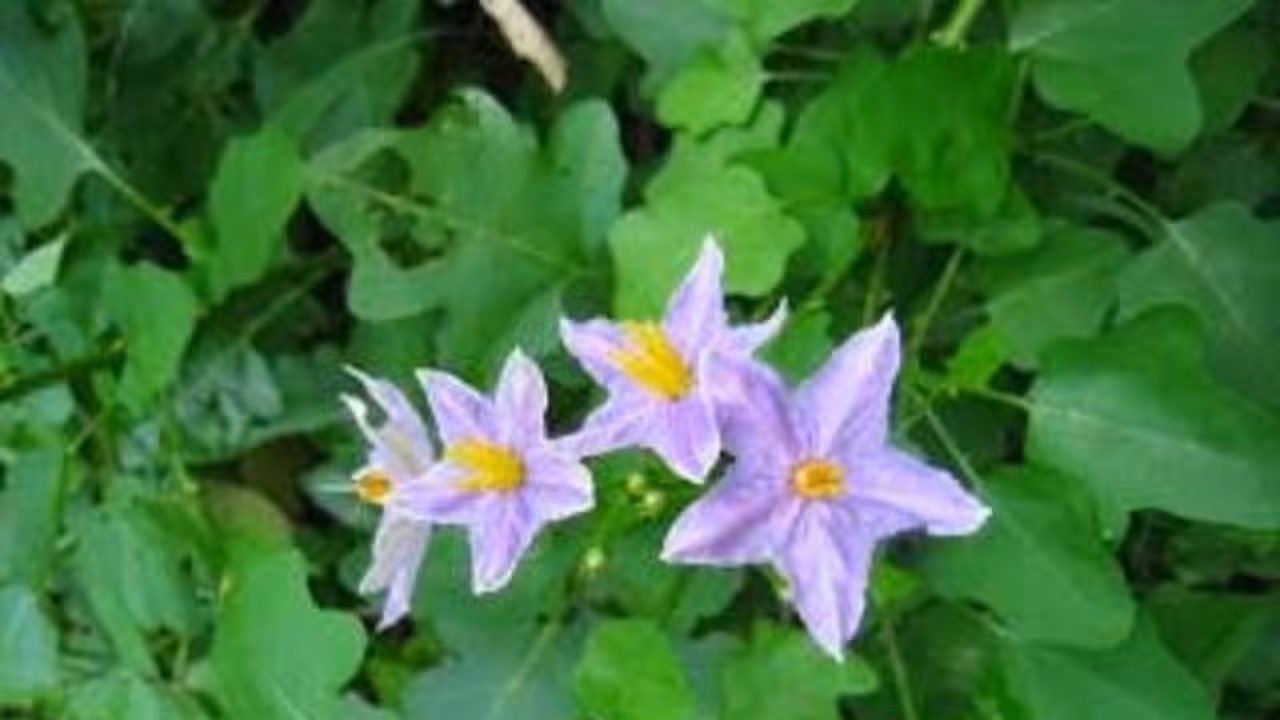 உடற்பயிற்சி செய்யாமல் வலுவான உடலைப் பெற தூதுவளையை இப்படி சாப்பிடுங்கள்... உடற்பயிற்சி செய்யாமல் வலுவான உடலைப் பெற தூதுவளையை இப்படி சாப்பிடுங்கள்...