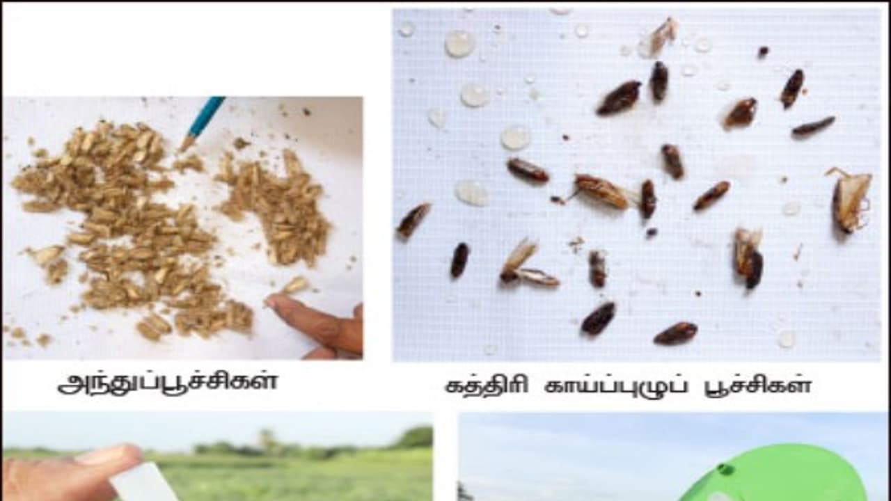 தானிய கிடங்குகளில் பயன்படுத்தப்படும் பொறிகள் குறித்து ஒரு அலசல்...