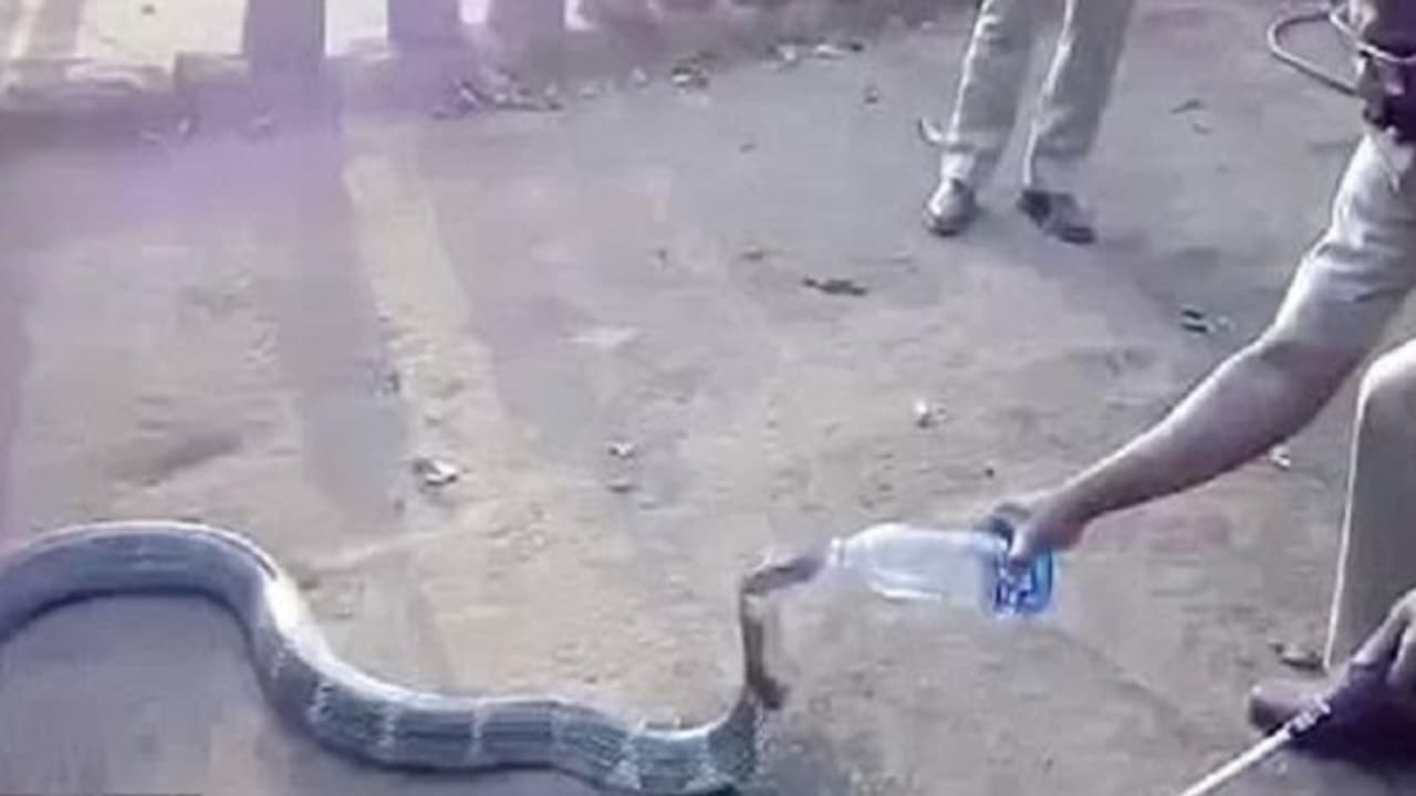 பாம்பைப் பார்த்தபயத்தில தண்ணி குடிச்சிருக்கோம்… ராஜநாகம் பாட்டிலில் தண்ணீர் குடிச்சு பார்த்து இருக்கிங்களா? பாம்பைப் பார்த்தபயத்தில தண்ணி குடிச்சிருக்கோம்… ராஜநாகம் பாட்டிலில் தண்ணீர் குடிச்சு பார்த்து இருக்கிங்களா?