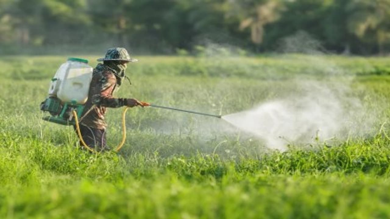 பூச்சிக்கொல்லிகளை பயன்படுத்தும்போது என்ன செய்யணும்? என்ன செய்யக் கூடாது? தெரிஞ்சுக்குங்க… பூச்சிக்கொல்லிகளை பயன்படுத்தும்போது என்ன செய்யணும்? என்ன செய்யக் கூடாது? தெரிஞ்சுக்குங்க…