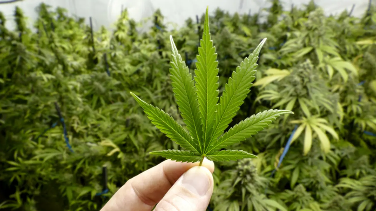 India to conduct human clinical trials of cannabis to treat cancer, epilepsy, other diseases