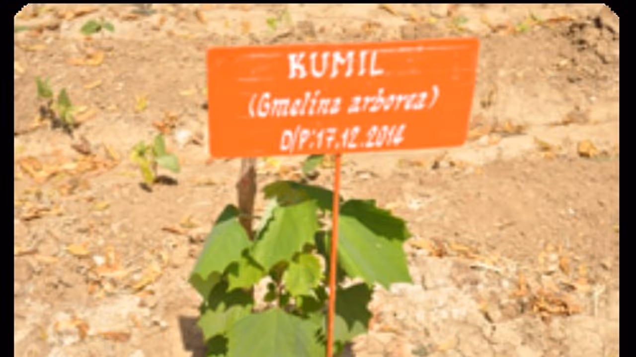 குமிழ் மரம் பற்றி கேள்விப் பட்டதுண்டா? இதன் மருத்துவ குணத்தால்தான் இது அதிகம் விளைவிக்கிறார்கள்... குமிழ் மரம் பற்றி கேள்விப் பட்டதுண்டா? இதன் மருத்துவ குணத்தால்தான் இது அதிகம் விளைவிக்கிறார்கள்...