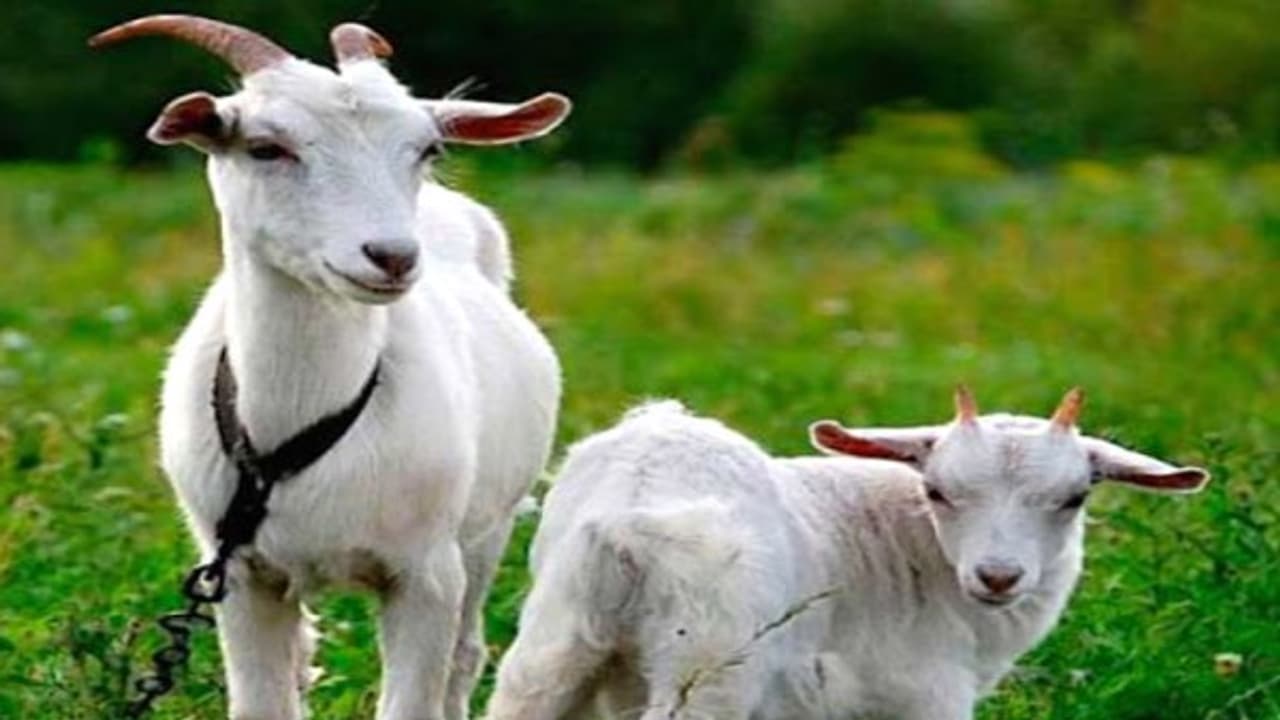 வெள்ளாடுகளை இனப்பெருக்கத்தின்போது எப்படி பராமரிக்கணும் தெரியுமா? 
