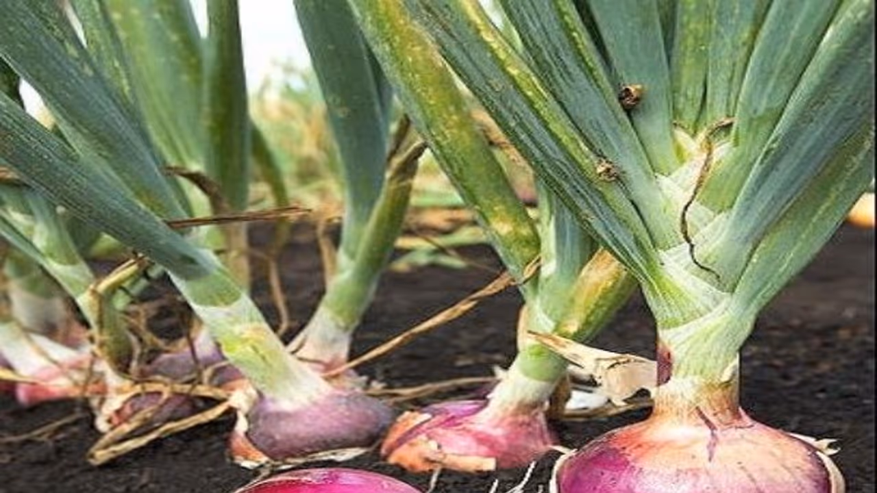 சின்ன வெங்காயத்தில் அழுகல் நோயை கட்டுப்படுத்துவது எப்படி? சின்ன வெங்காயத்தில் அழுகல் நோயை கட்டுப்படுத்துவது எப்படி?