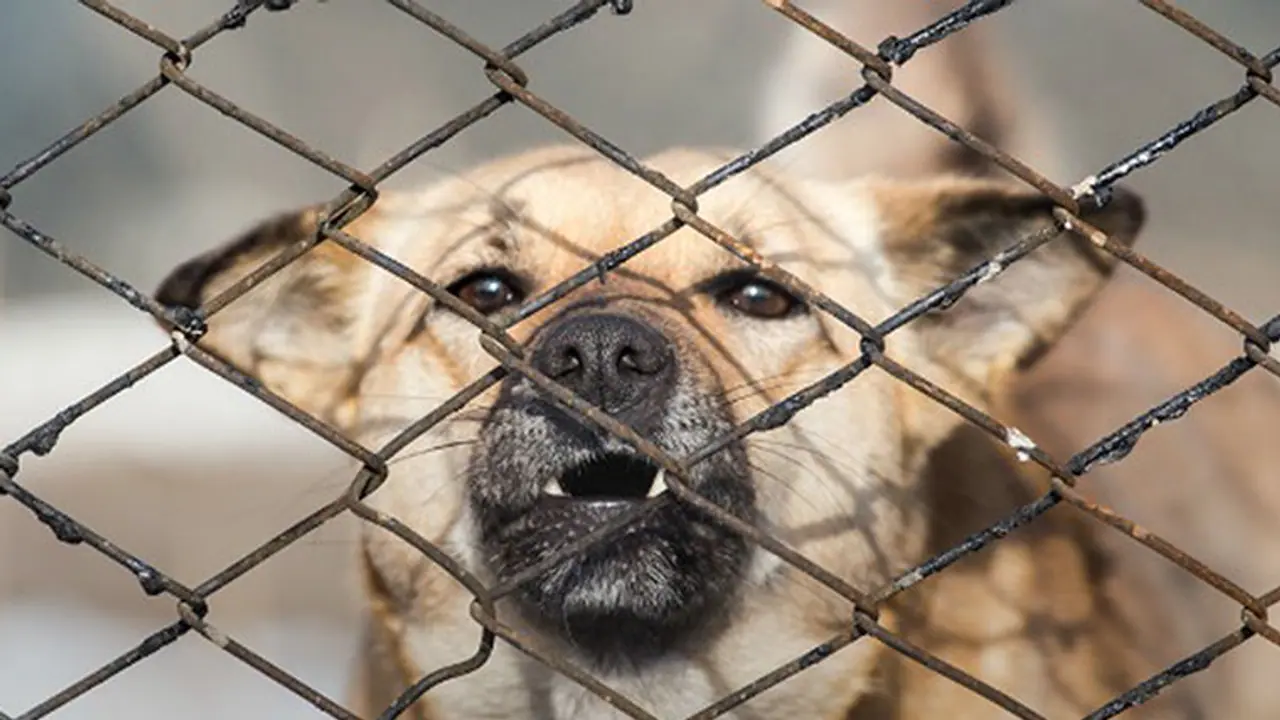 ಮೊಡವೆಗೂ, ಕ್ಯಾನ್ಸರ್ ಗೂ ನಾಯಿ ಮೂತ್ರ ಮದ್ದಂತೆ..! ಮೊಡವೆಗೂ, ಕ್ಯಾನ್ಸರ್ ಗೂ ನಾಯಿ ಮೂತ್ರ ಮದ್ದಂತೆ..!