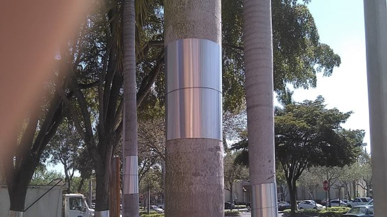 எலி, அணில்களிடம் இருந்து தேங்காய்களை காப்பாற்ற இப்படியும் செய்யலாம்... எலி, அணில்களிடம் இருந்து தேங்காய்களை காப்பாற்ற இப்படியும் செய்யலாம்...