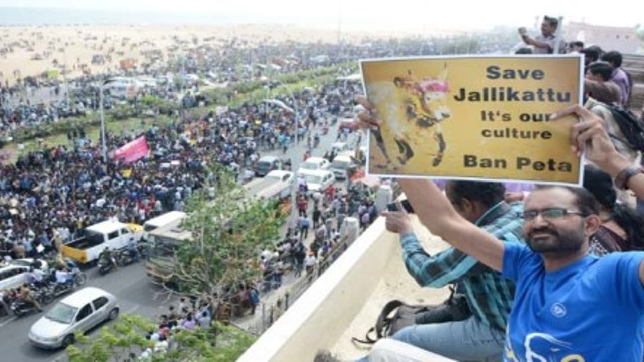 மீண்டும் வம்பிழுக்கும் பீட்டா! ஜல்லிக்கட்டில் மிருகவதை நடந்ததாக உச்சநீதிமன்றத்தில் வழக்கு மீண்டும் வம்பிழுக்கும் பீட்டா! ஜல்லிக்கட்டில் மிருகவதை நடந்ததாக உச்சநீதிமன்றத்தில் வழக்கு