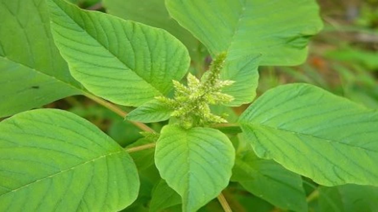 அரைக்கீரையில் இவ்வளவு மருத்துவப் பயன்கள் இருக்குனு தெரிஞ்சா சாப்பிடாமல் இருக்க மாட்டீங்க… அரைக்கீரையில் இவ்வளவு மருத்துவப் பயன்கள் இருக்குனு தெரிஞ்சா சாப்பிடாமல் இருக்க மாட்டீங்க…