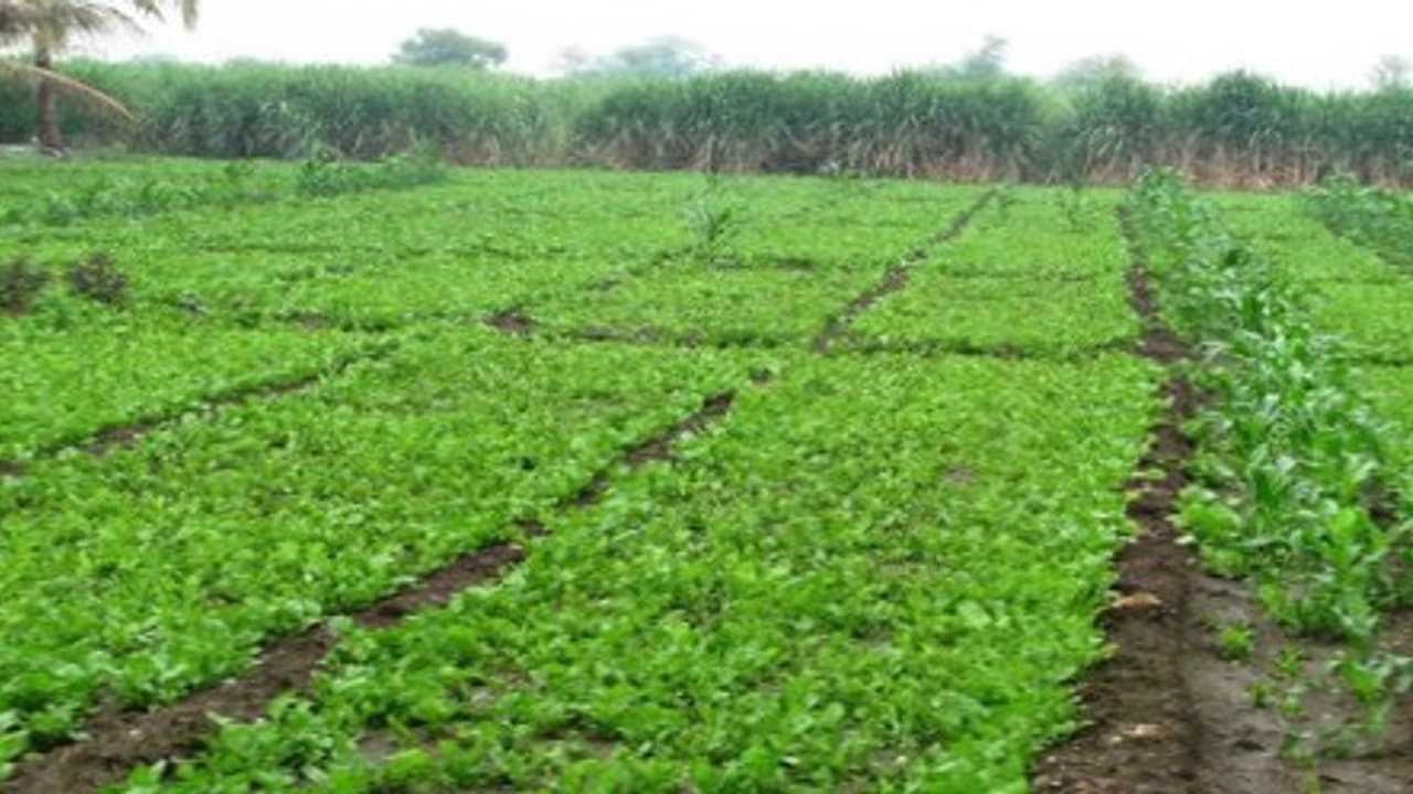 இயற்கை வேளாண்மையில் கீரை சாகுபடி செய்ய இந்த வழிகளைப் பின்பற்றுங்க… இயற்கை வேளாண்மையில் கீரை சாகுபடி செய்ய இந்த வழிகளைப் பின்பற்றுங்க…
